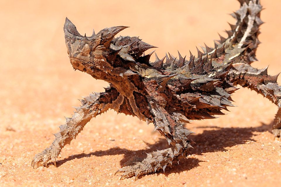 Thorny Devil (Moloch horridus)